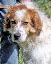KONRADIN, Hund, Mischlingshund in Italien - Bild 2
