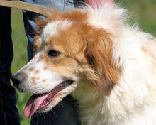 KONRADIN, Hund, Mischlingshund in Italien - Bild 3