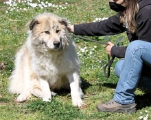 NAVY, Hund, Mischlingshund in Italien - Bild 1