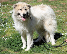 NAVY, Hund, Mischlingshund in Italien - Bild 3