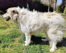 NAVY, Hund, Mischlingshund in Italien - Bild 4