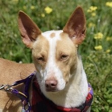 JIMENA, Hund, Podenco in Bischofsgrün