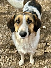 FLORA, Hund, Mischlingshund in Rumänien