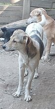 DARCY, Hund, Mischlingshund in Rumänien - Bild 1