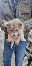 DARCY, Hund, Mischlingshund in Rumänien - Bild 10