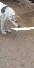 DARCY, Hund, Mischlingshund in Rumänien - Bild 2