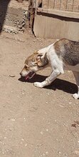 DARCY, Hund, Mischlingshund in Rumänien - Bild 3