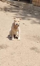 DARCY, Hund, Mischlingshund in Rumänien - Bild 5