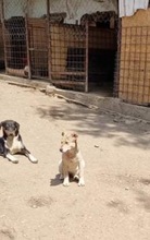 DARCY, Hund, Mischlingshund in Rumänien - Bild 6