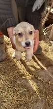 DARCY, Hund, Mischlingshund in Rumänien - Bild 8