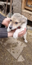 DARCY, Hund, Mischlingshund in Rumänien - Bild 9