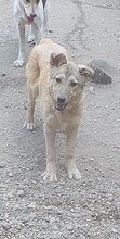DONNA, Hund, Mischlingshund in Rumänien - Bild 1