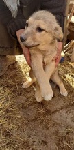 DONNA, Hund, Mischlingshund in Rumänien - Bild 10