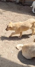 DONNA, Hund, Mischlingshund in Rumänien - Bild 12