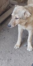 DONNA, Hund, Mischlingshund in Rumänien - Bild 3