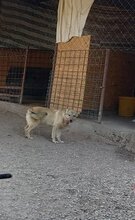 DONNA, Hund, Mischlingshund in Rumänien - Bild 4
