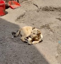 DONNA, Hund, Mischlingshund in Rumänien - Bild 5
