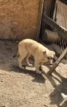 DONNA, Hund, Mischlingshund in Rumänien - Bild 8