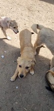 DOLORES, Hund, Mischlingshund in Rumänien - Bild 1