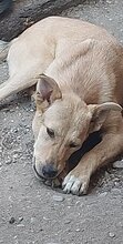DOLORES, Hund, Mischlingshund in Rumänien - Bild 2