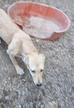 DOLORES, Hund, Mischlingshund in Rumänien - Bild 3