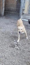 DOLORES, Hund, Mischlingshund in Rumänien - Bild 4
