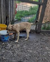 DOLORES, Hund, Mischlingshund in Rumänien - Bild 5