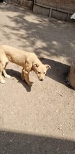 DOLORES, Hund, Mischlingshund in Rumänien - Bild 6