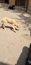 DOLORES, Hund, Mischlingshund in Rumänien - Bild 7