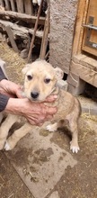 DOLORES, Hund, Mischlingshund in Rumänien - Bild 8