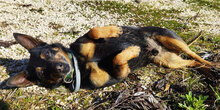 BANDITO, Hund, Pinscher in Italien - Bild 4