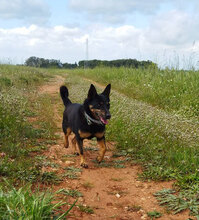 BANDITO, Hund, Pinscher in Italien - Bild 6