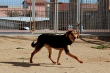 FRODO, Hund, Terrier-Mix in Italien - Bild 12