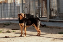 FRODO, Hund, Terrier-Mix in Italien - Bild 13
