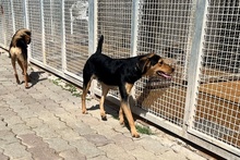 FRODO, Hund, Terrier-Mix in Italien - Bild 17