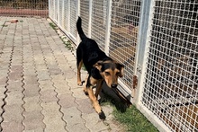 FRODO, Hund, Terrier-Mix in Italien - Bild 18