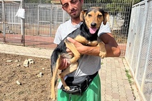 FRODO, Hund, Terrier-Mix in Italien - Bild 19