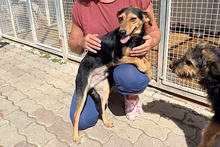 FRODO, Hund, Terrier-Mix in Italien - Bild 20