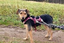 FRODO, Hund, Terrier-Mix in Italien - Bild 4