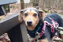 FRODO, Hund, Terrier-Mix in Italien - Bild 6