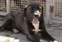 CIOCCOLATO, Hund, Mischlingshund in Italien - Bild 1