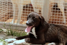 CIOCCOLATO, Hund, Mischlingshund in Italien - Bild 11