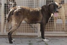 CIOCCOLATO, Hund, Mischlingshund in Italien - Bild 12