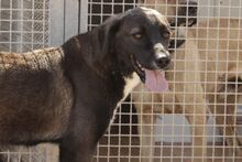 CIOCCOLATO, Hund, Mischlingshund in Italien - Bild 2