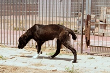 CIOCCOLATO, Hund, Mischlingshund in Italien - Bild 21