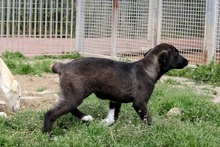 CIOCCOLATO, Hund, Mischlingshund in Italien - Bild 23