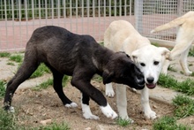 CIOCCOLATO, Hund, Mischlingshund in Italien - Bild 24