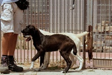 CIOCCOLATO, Hund, Mischlingshund in Italien - Bild 27