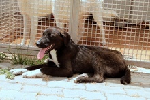 CIOCCOLATO, Hund, Mischlingshund in Italien - Bild 28