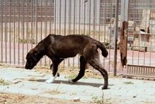 CIOCCOLATO, Hund, Mischlingshund in Italien - Bild 30